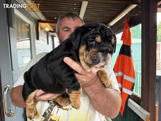 British bulldog puppies for sale