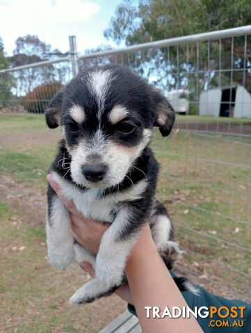 Chihuahua x poodles for sale ready to go