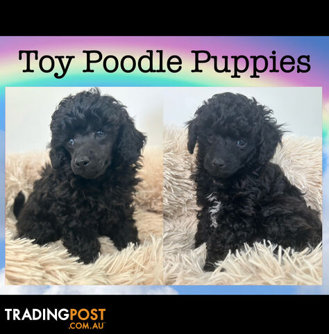 Purebred Toy Poodles 2 Males available