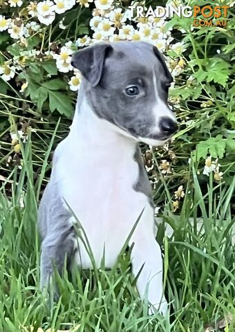 Whippet puppies pure breed