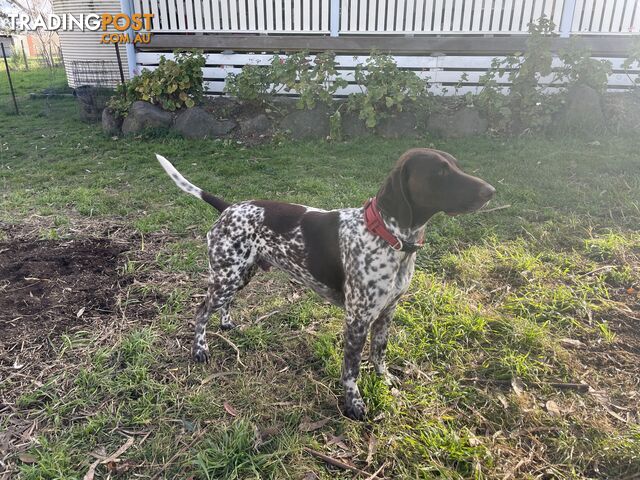 Gorgeous German Shorthaired Pointer Pure Bred Puppies