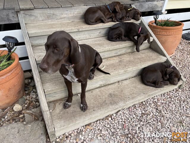 Gorgeous German Shorthaired Pointer Pure Bred Puppies