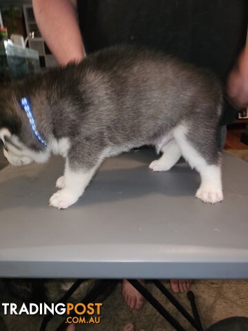 Siberian Husky Puppies ready 14th feb