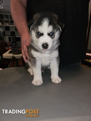 Siberian Husky Puppies ready 14th feb