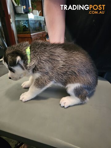 Siberian Husky Puppies ready 14th feb