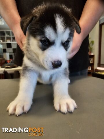 Siberian Husky Puppies ready 14th feb