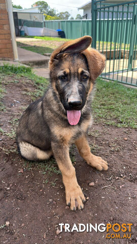 German Shepherd Puppies