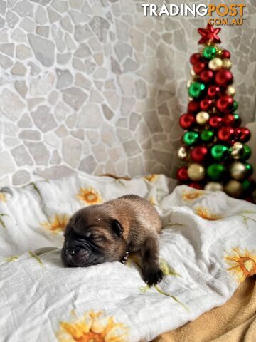 Chow Chow Puppies