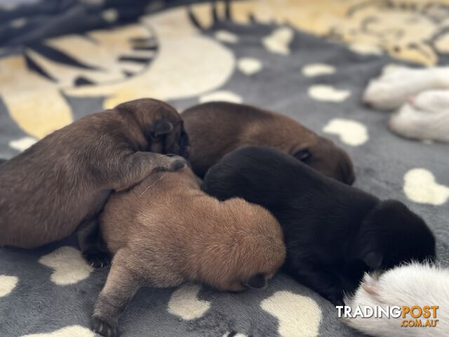 Chow Chow Puppies