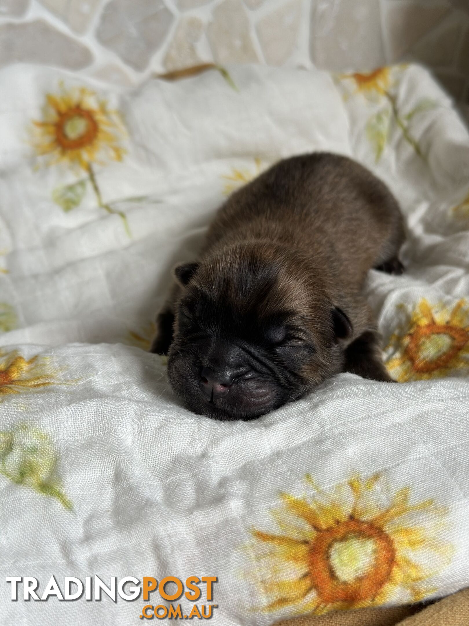 Chow Chow Puppies