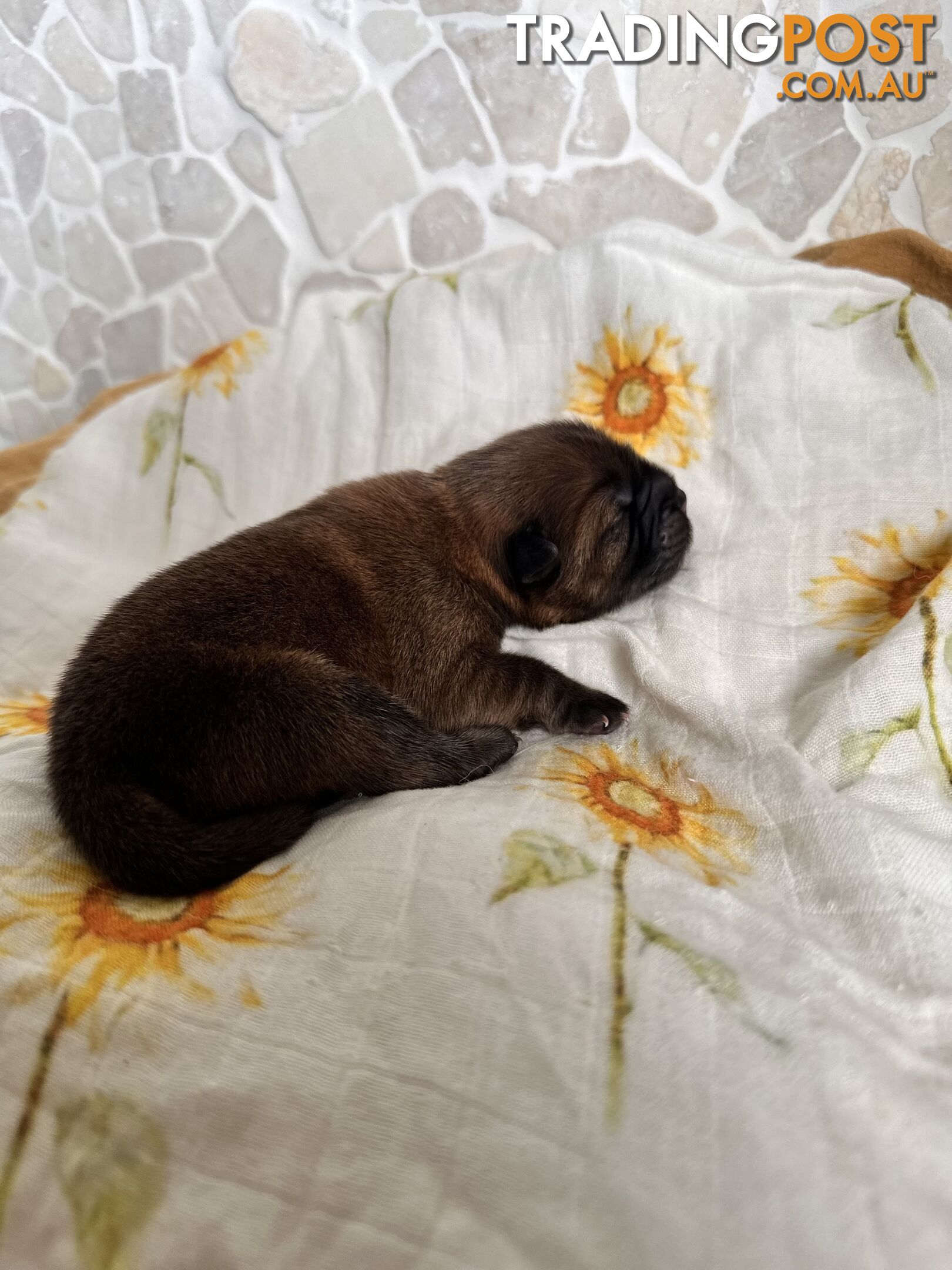 Chow Chow Puppies