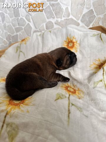 Chow Chow Puppies