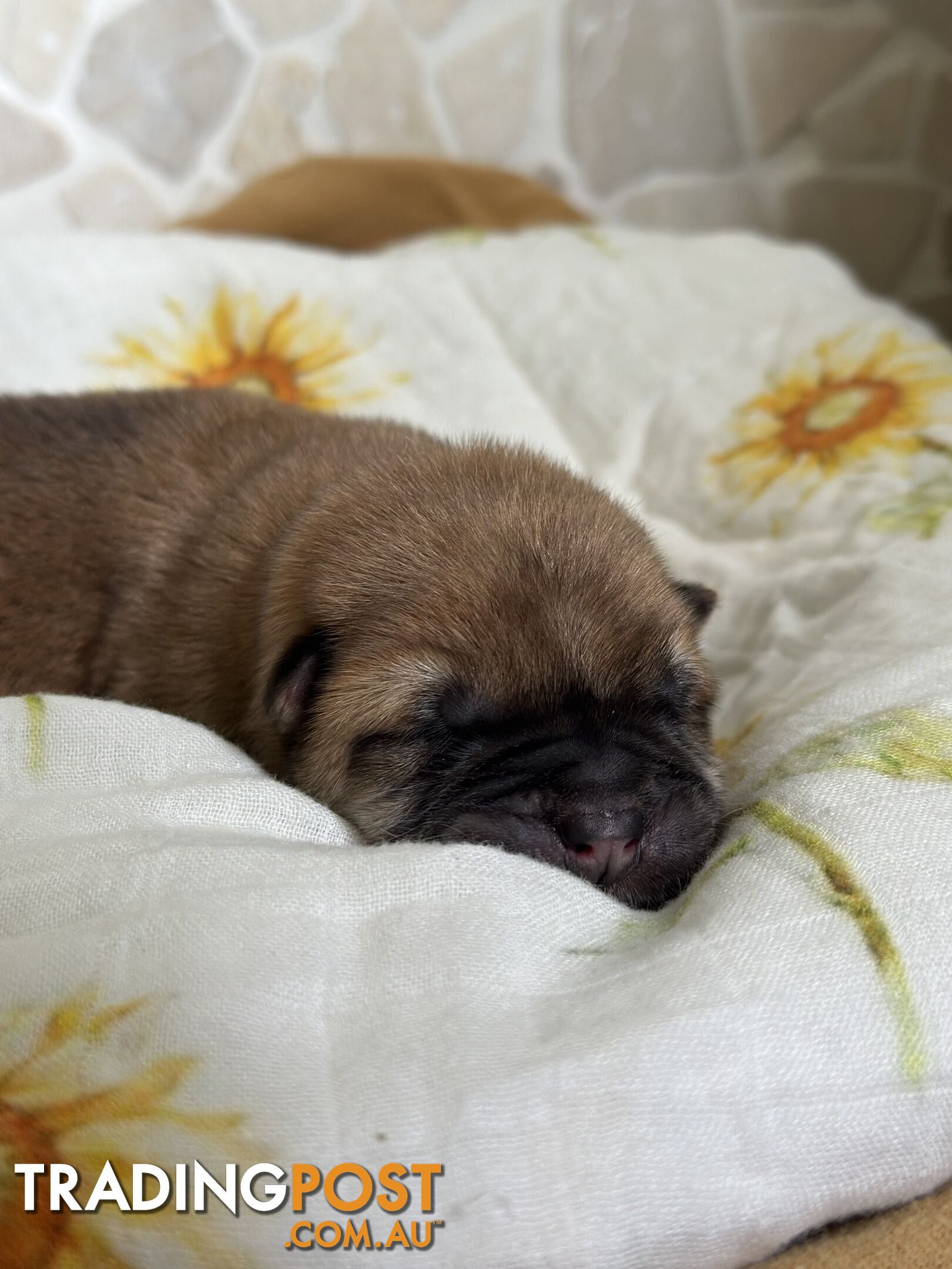 Chow Chow Puppies