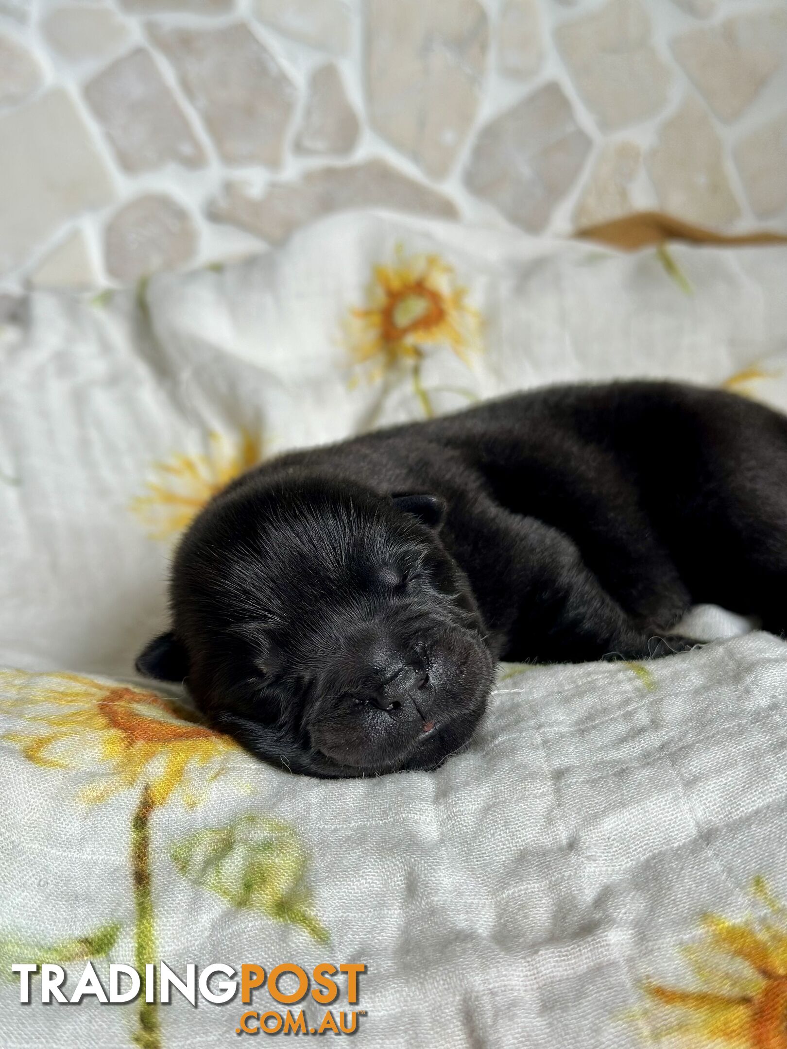 Chow Chow Puppies