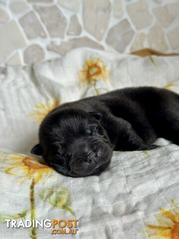 Chow Chow Puppies