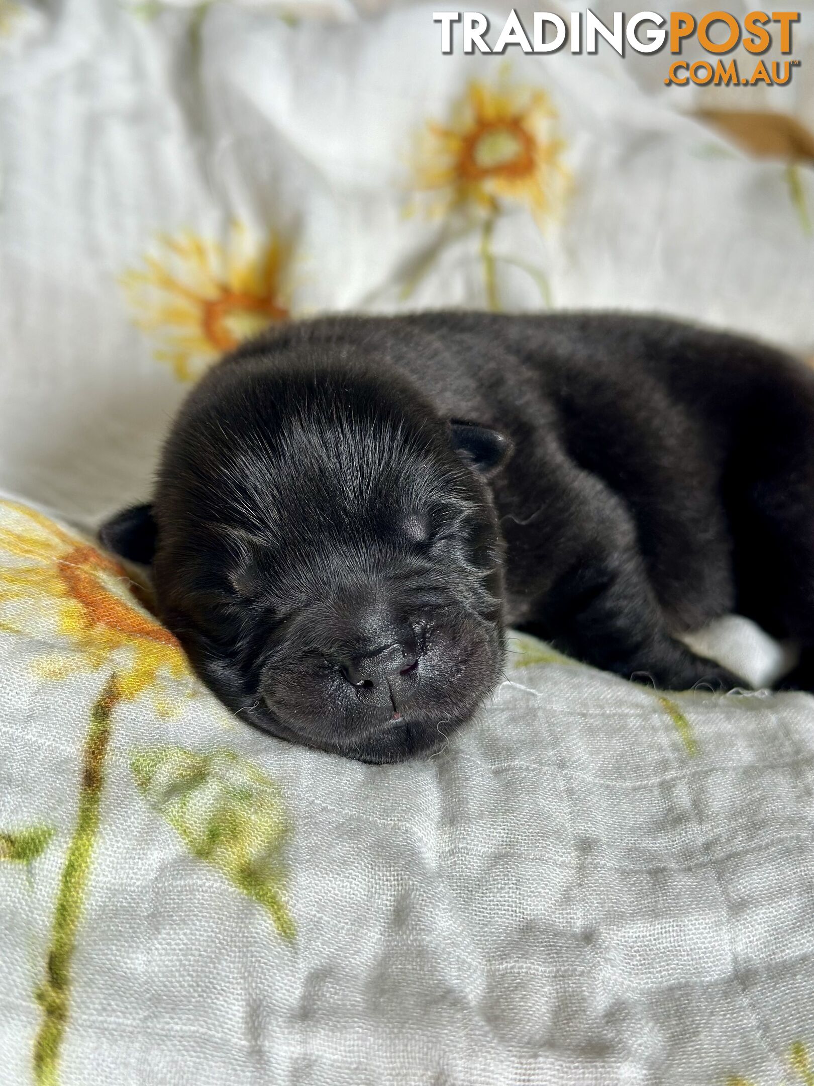 Chow Chow Puppies