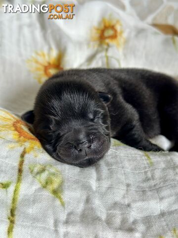 Chow Chow Puppies