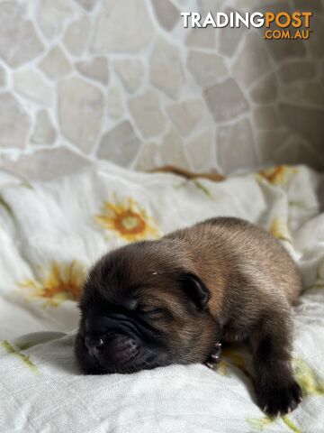 Chow Chow Puppies