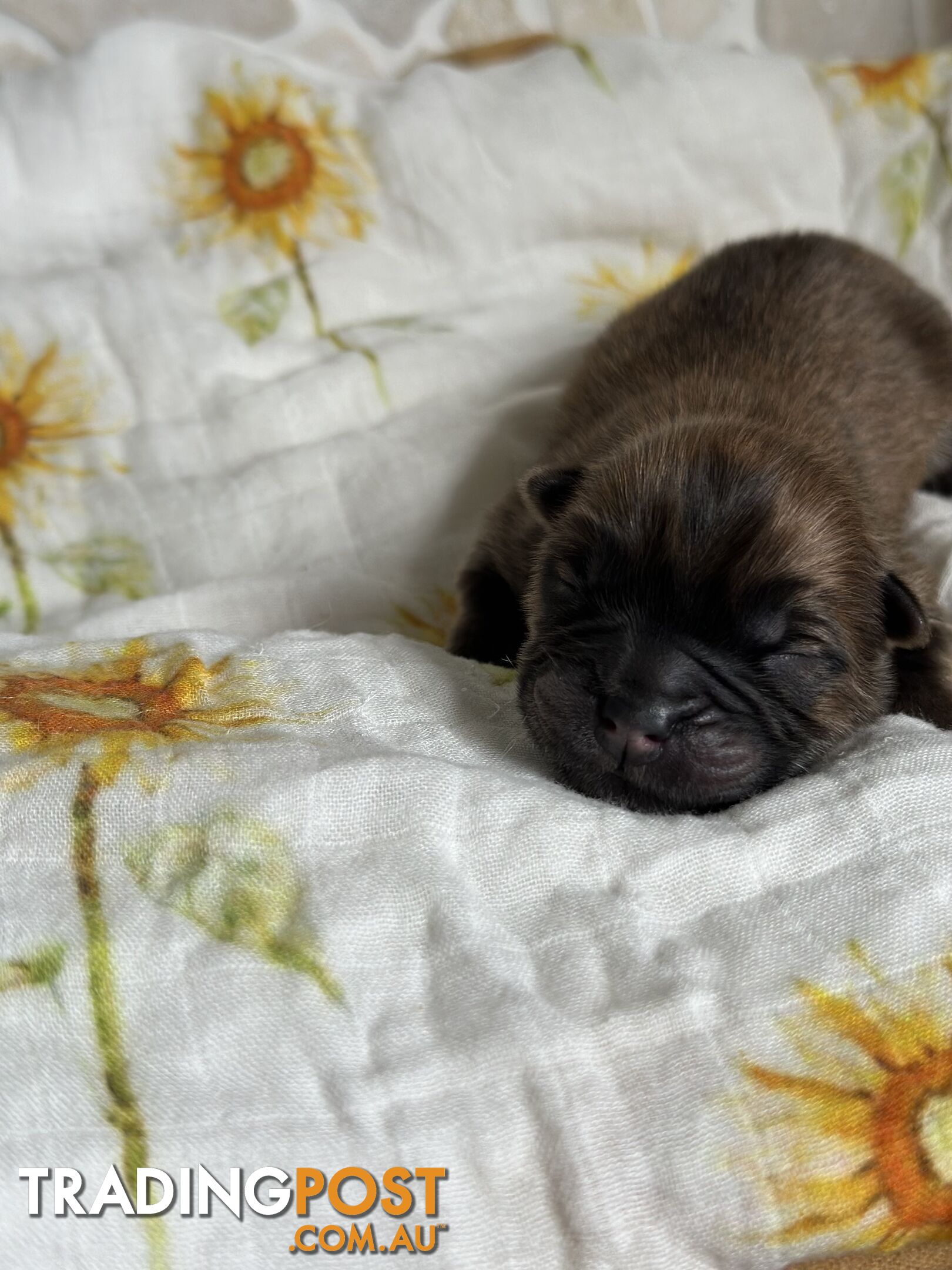 Chow Chow Puppies