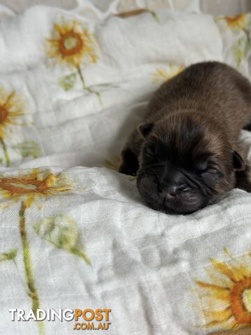 Chow Chow Puppies