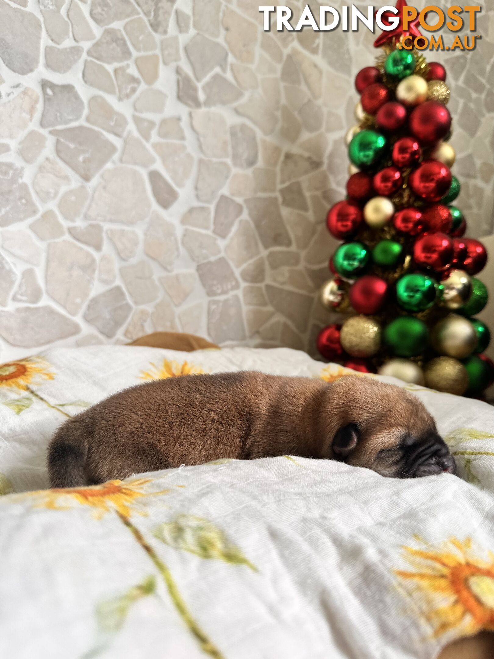 Chow Chow Puppies