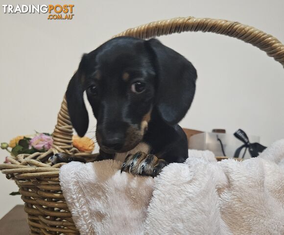 Dachshund pups