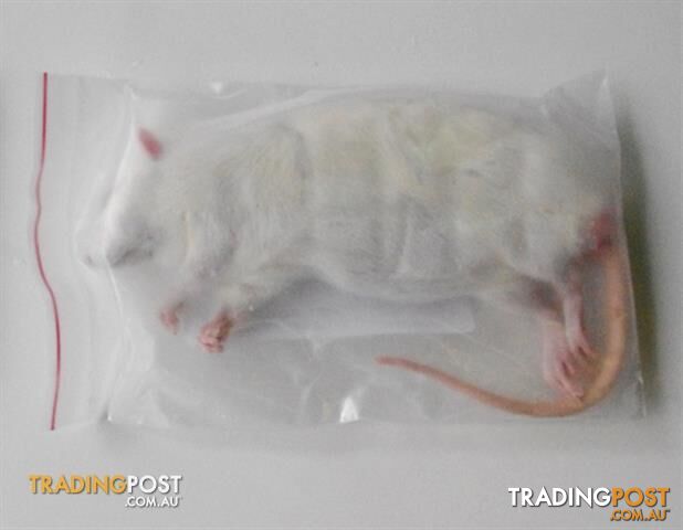 RODENT FARM FROZEN RATS  -  XL ADULTS  (1 PC PACK)