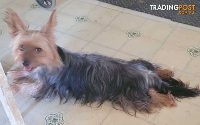 Australian Silky Terriers