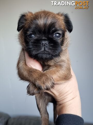 Pedigree Griffon Bruxellois Puppies