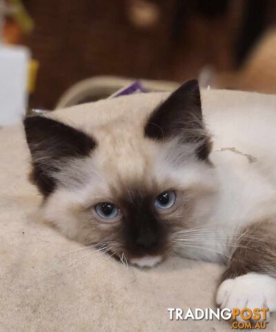 Pedigree Ragdoll kittens - selling at pure-bred prices (No papers)