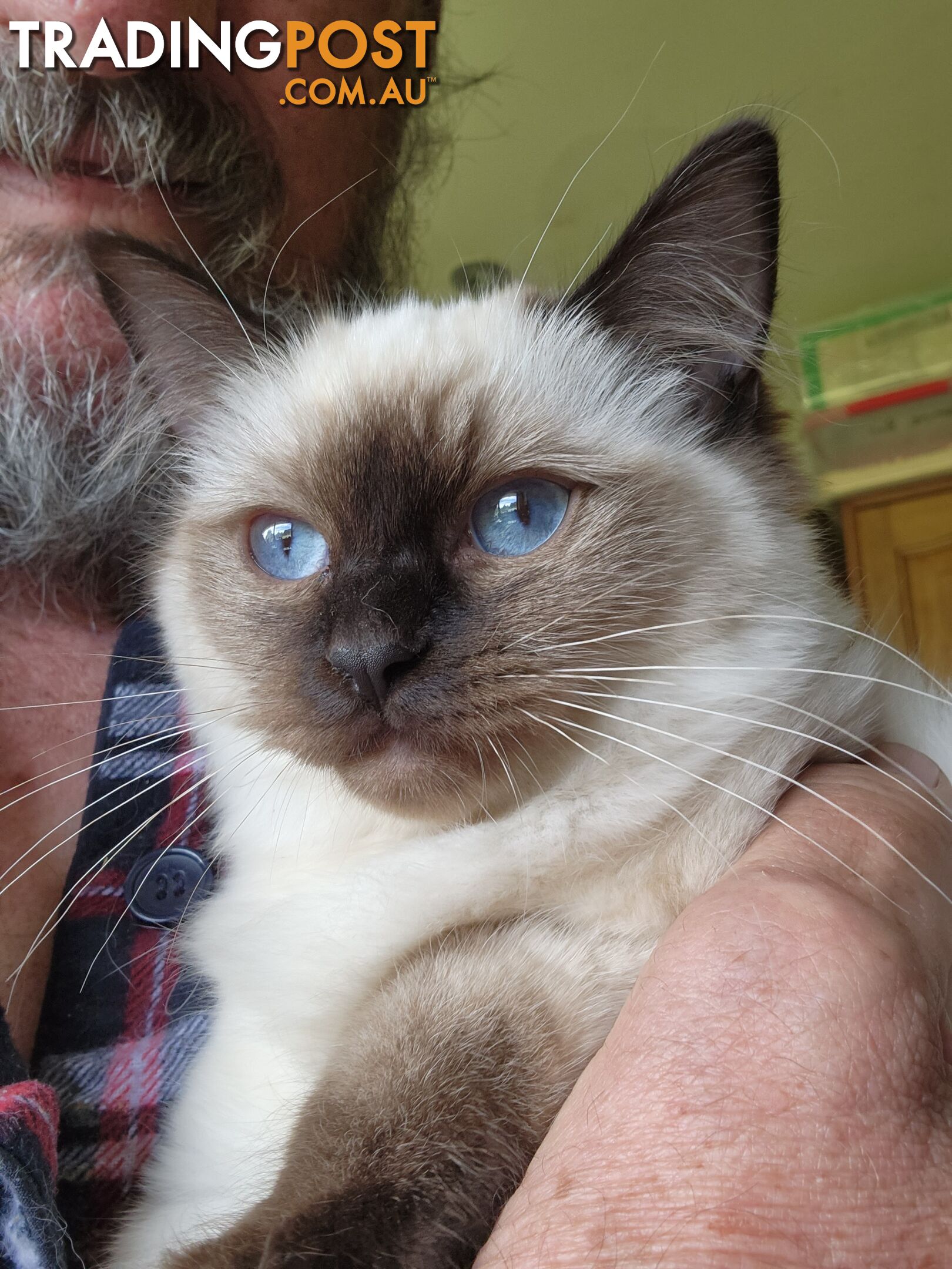 Pedigree Ragdoll kittens - selling at pure-bred prices (No papers)