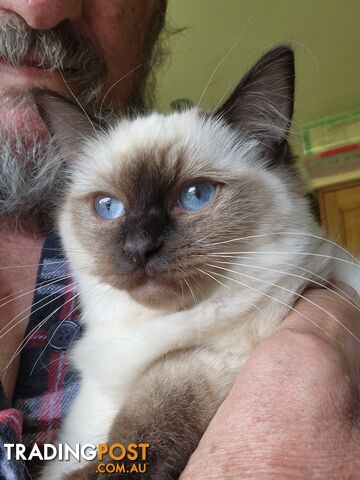 Pedigree Ragdoll kittens - selling at pure-bred prices (No papers)