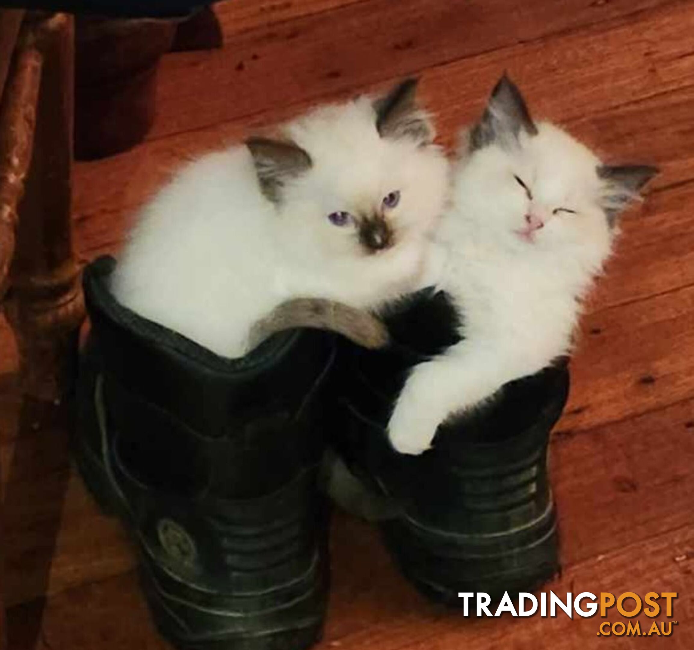 Pedigree Ragdoll kittens - selling at pure-bred prices (No papers)