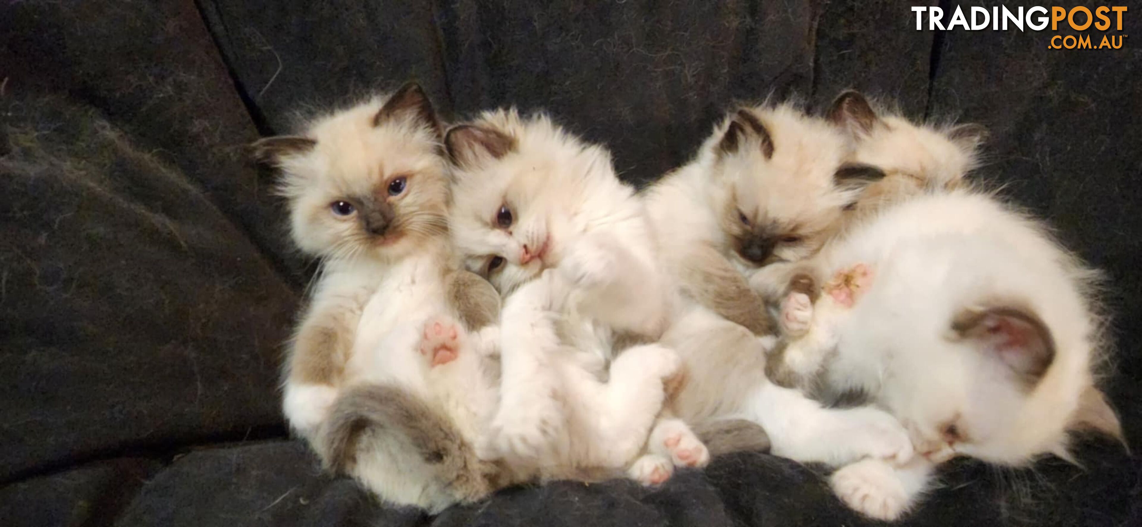 Pedigree Ragdoll kittens - selling at pure-bred prices (No papers)