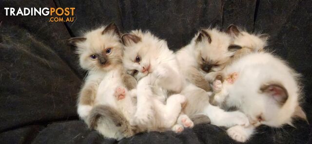 Pedigree Ragdoll kittens - selling at pure-bred prices (No papers)