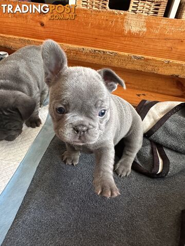 French bulldong male puppies 7.5 weeks old