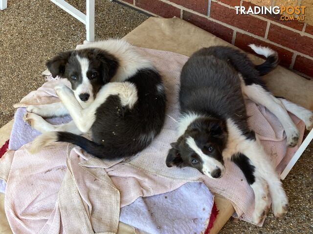 Border Collie Puppies