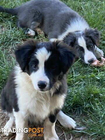 Border Collie Puppies