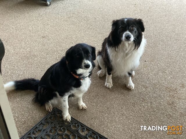 Border Collie Puppies