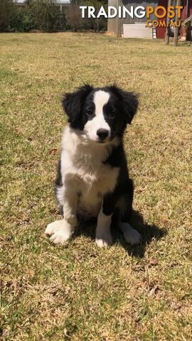 Border Collie Puppies