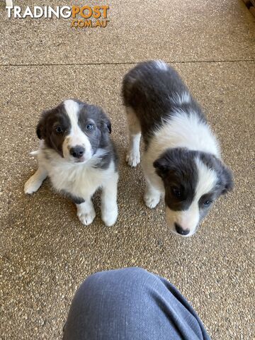 Border Collie Puppies