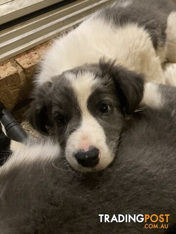 Border Collie Puppies