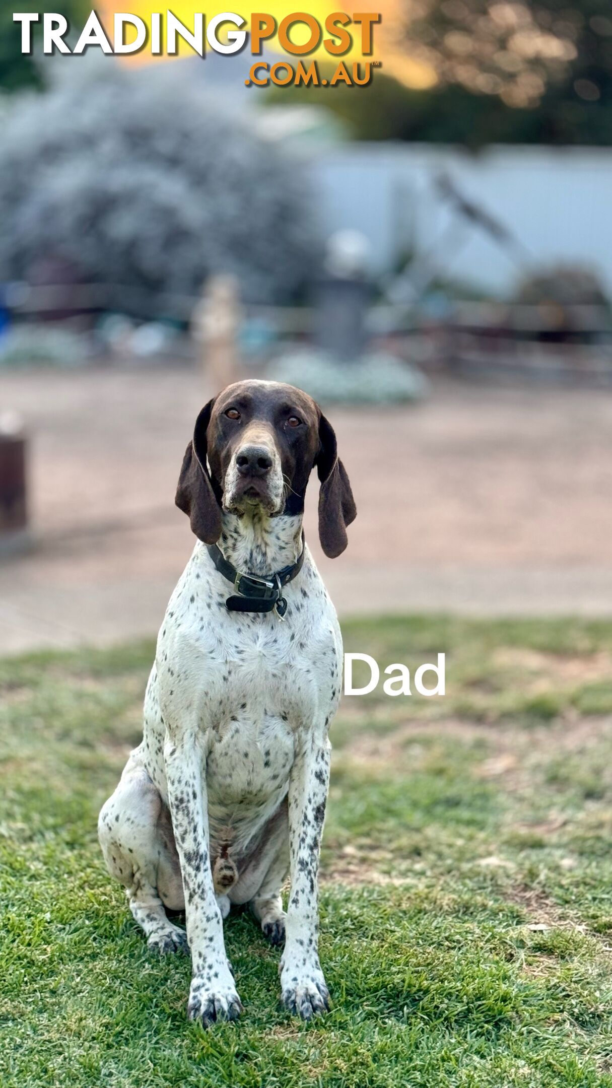 GSP pups