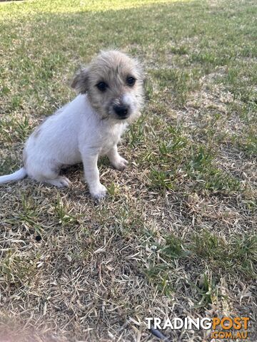 Jack russell long hair for outlet sale