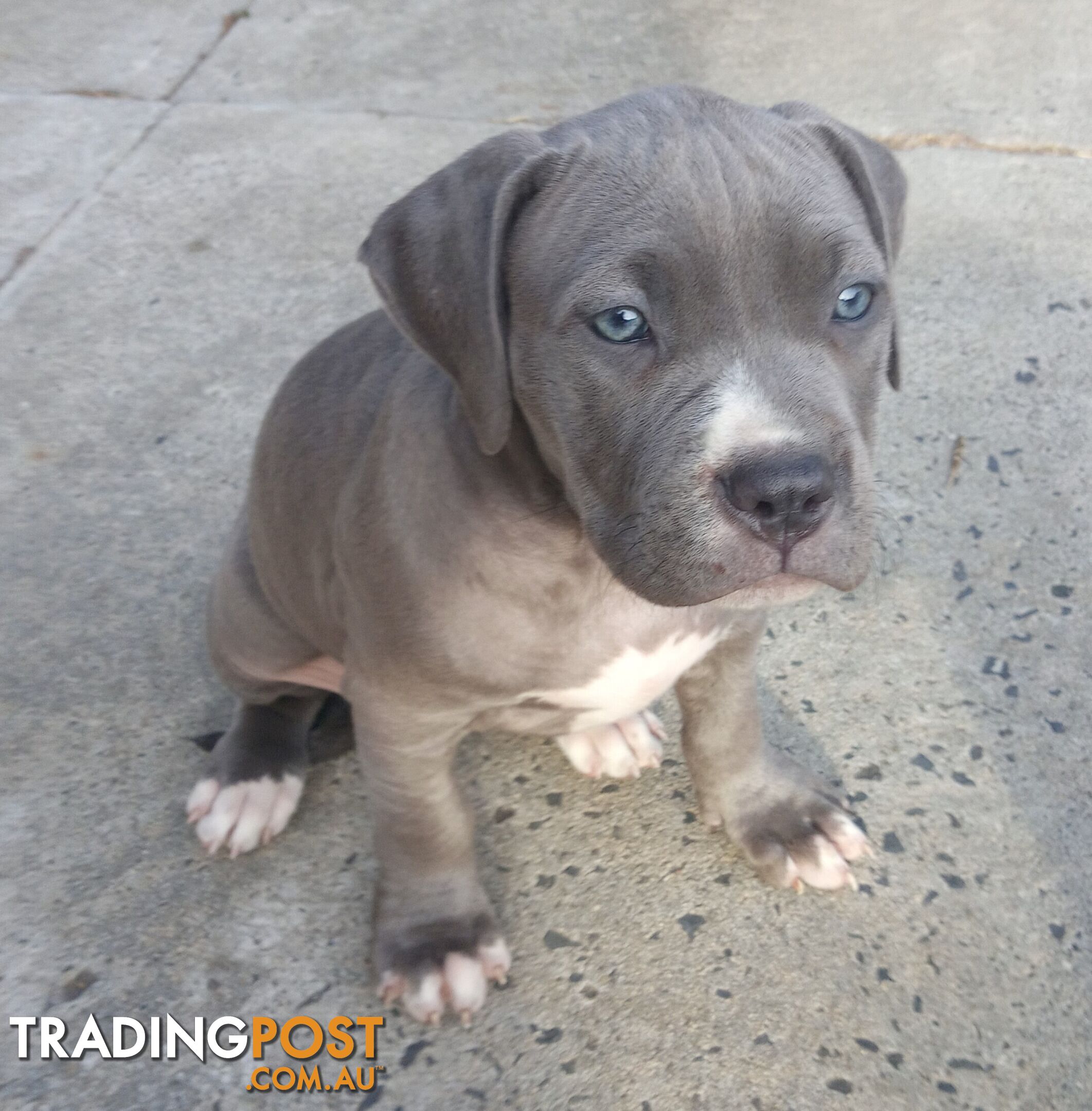 American X. English Staffy Puppies