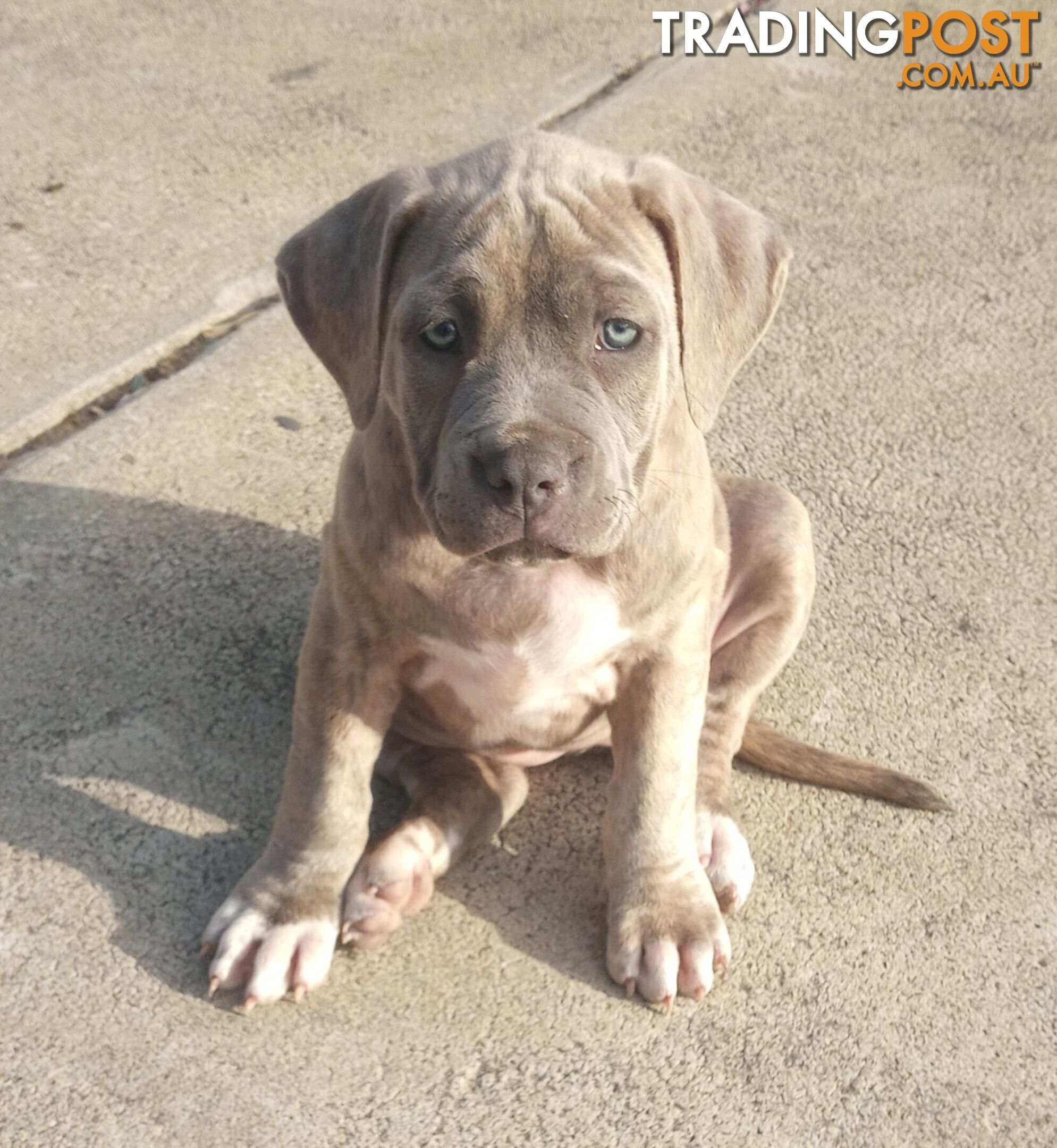 American X. English Staffy Puppies