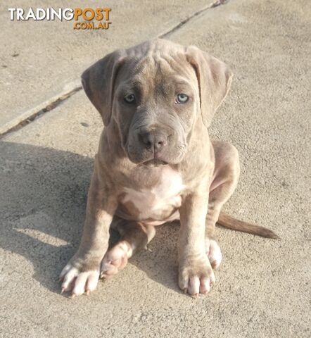 American X. English Staffy Puppies