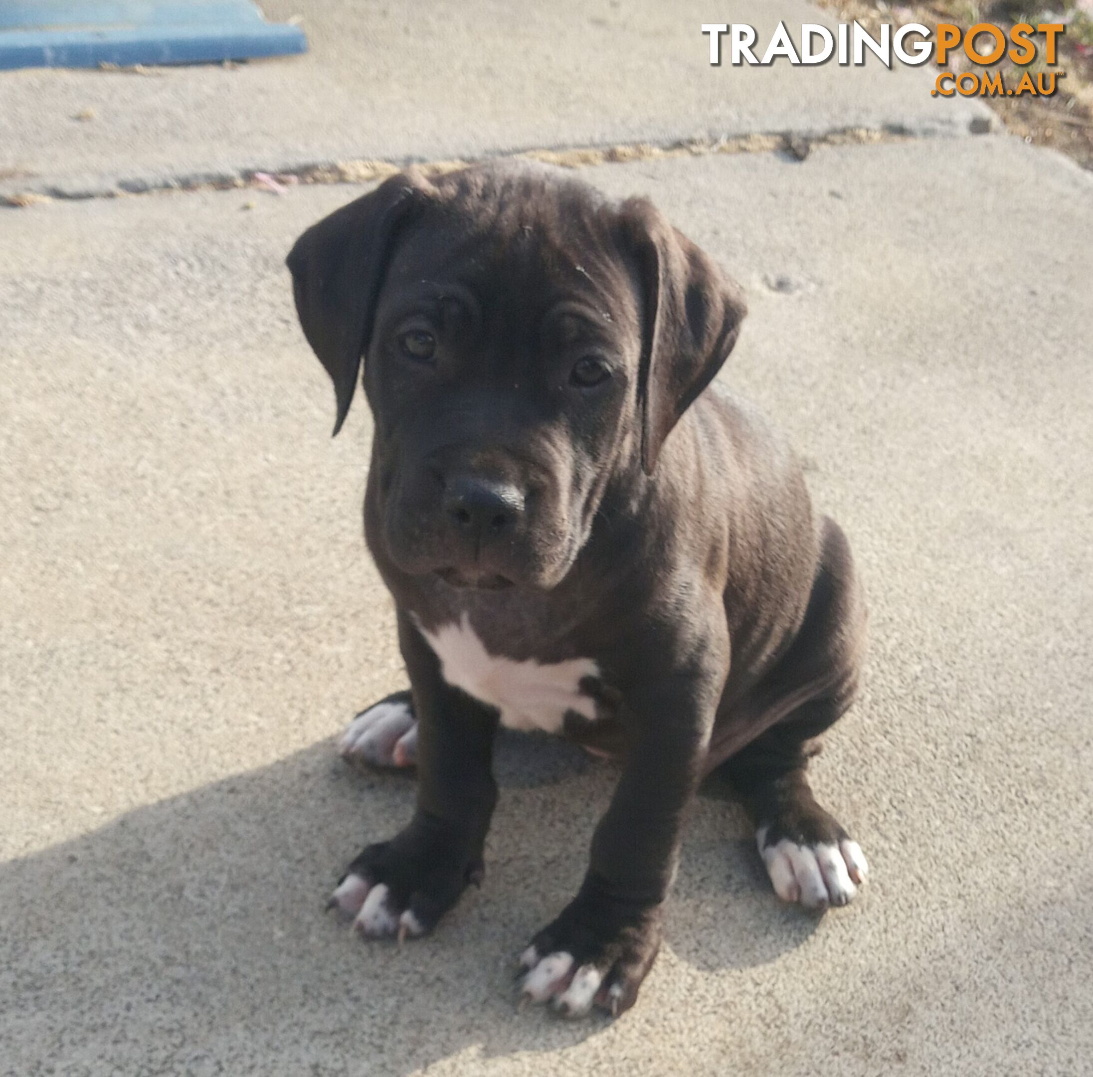 American X. English Staffy Puppies