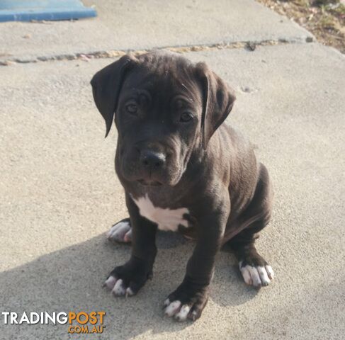 American X. English Staffy Puppies