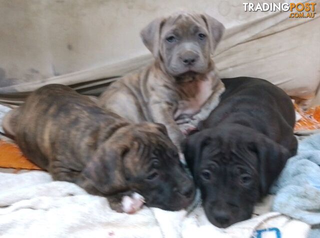 American X. English Staffy Puppies